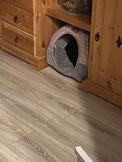 Erfahrungen mit Stressfrei von Larissa Dubau-Beitrag-Bild