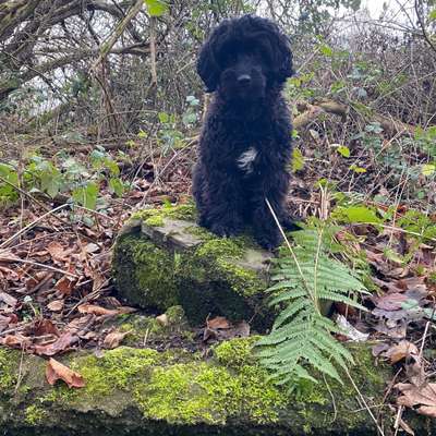 Hundetreffen-Gemeinsame Spaziergänge für kleine Hunde-Bild