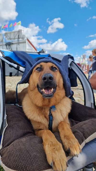 Die Dogorama Wochen Challenge-Beitrag-Bild