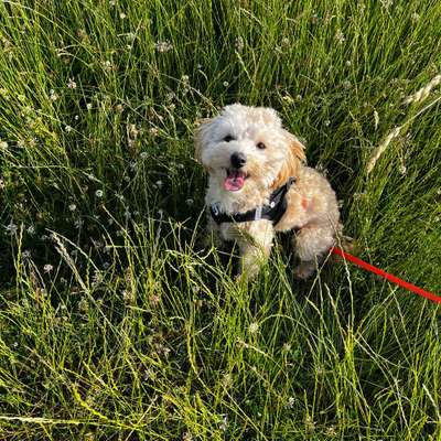 Hundetreffen-Kleine Hundefreunde zum Spielen und Spazieren gesucht!-Bild