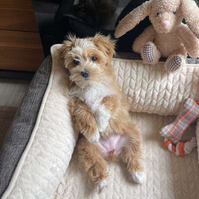 Welpen Bilder !-Beitrag-Bild