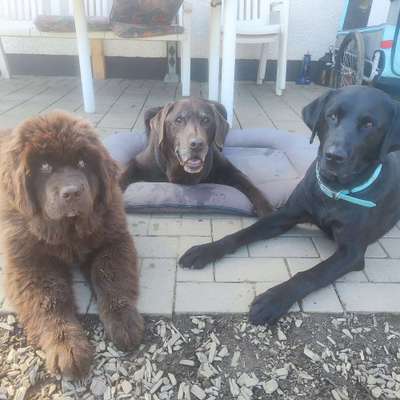 Hundeschulen-Ela's Hundewelt-Bild