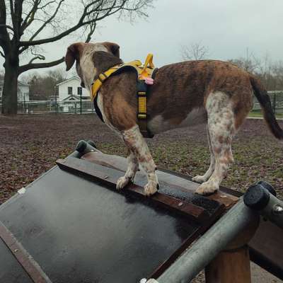 Hundetreffen-Hundespielplatz Oranienburg-Bild