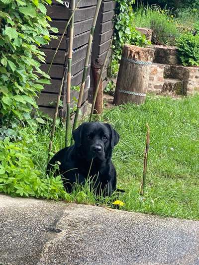 Die Dogorama Kalender Challenge 4/4-Beitrag-Bild