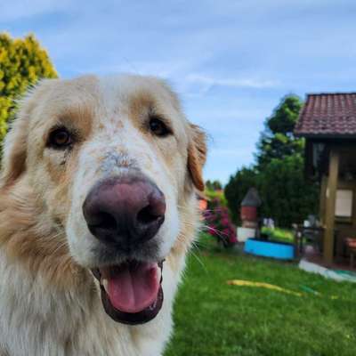 Hundetreffen-Hundebegegnungen-Bild