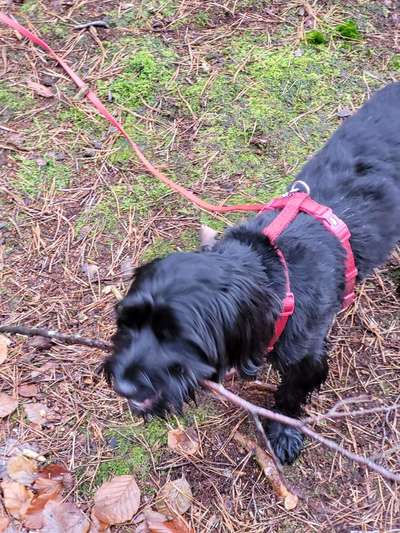 Seltene Rassen!-Beitrag-Bild