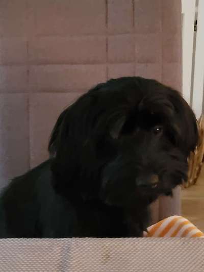 Seltene Rassen!-Beitrag-Bild