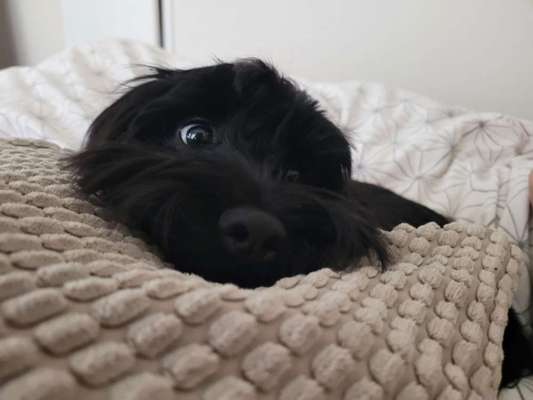 Seltene Rassen!-Beitrag-Bild