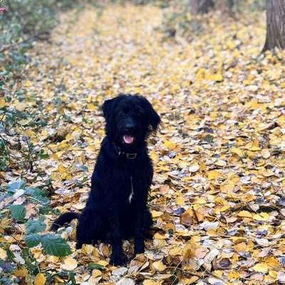 Hundetreffen-Wer möchte Spielen und Spazieren gehen?🐕‍🦺🐩