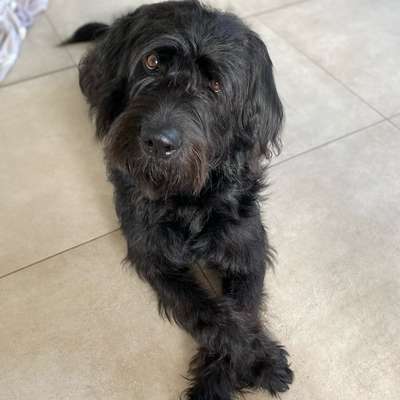 Hundetreffen-Spielrunde auf Spielwiese🐕‍🦺🐩🦮-Bild