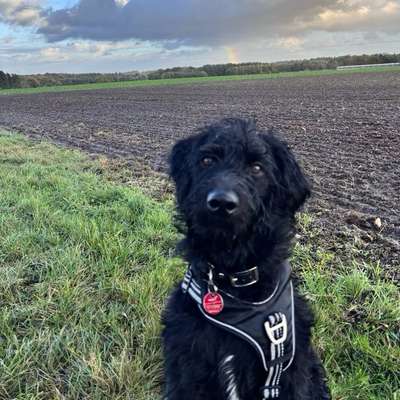 Hundetreffen-Wer möchte Spielen und Spazieren gehen?🐕‍🦺🐩-Bild