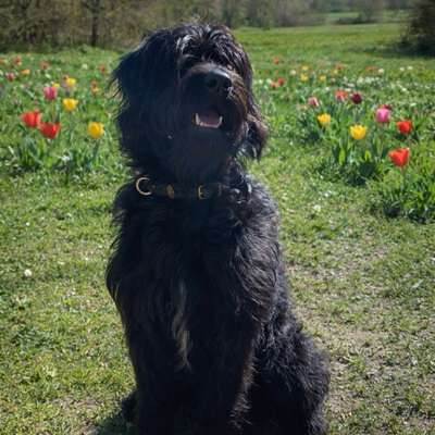 Hundetreffen-Pfotenglück-Bild