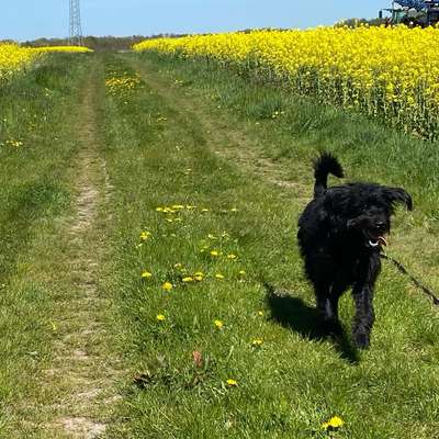Hundetreffen-Hunderunde-Bild