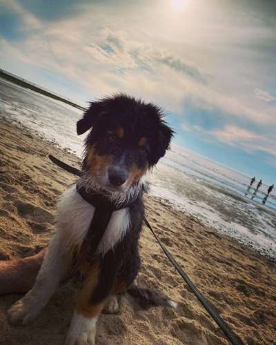 Dogorama-Monats-Challenge-Mai "Wasser"-Beitrag-Bild