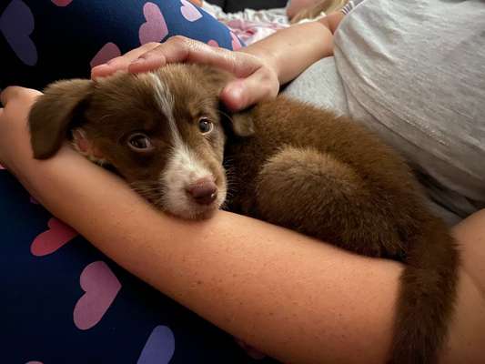 Welpen Bilder !-Beitrag-Bild