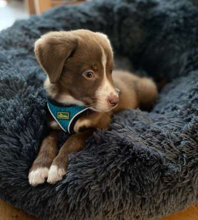 Welpen Bilder !-Beitrag-Bild