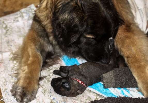 Das erste Bild eures Hundes-Beitrag-Bild