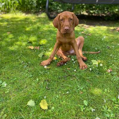 Hundetreffen-Welpentreffen-Bild