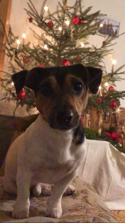 Dogorama Photo Challenge - Bescherung-Beitrag-Bild