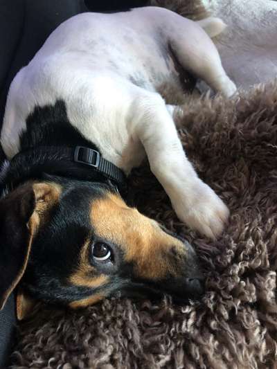 Dogorama Foto Challenge - Erwischt-Beitrag-Bild