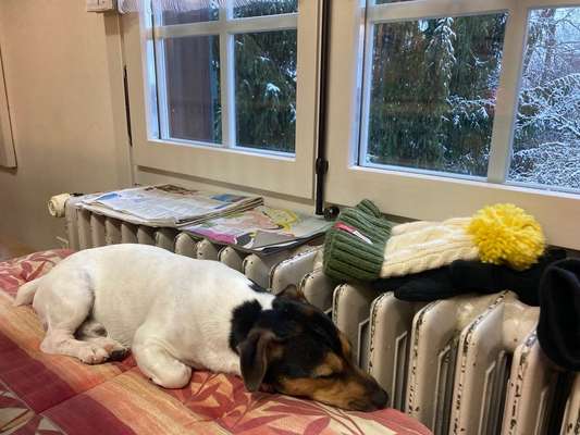 31. Handy - Fotochallenge
Vierbeiner mit am Tisch-Beitrag-Bild