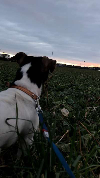 Sonnenaufgänge oder - untergänge-Beitrag-Bild