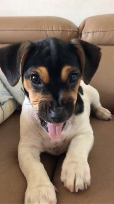 Tongue Out Tuesday-Beitrag-Bild