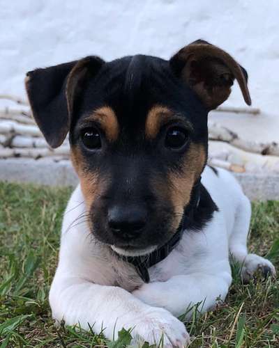 Hundebilder-Beitrag-Bild