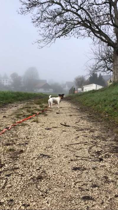 Dogorama Photo Challenge - Nebel-Beitrag-Bild