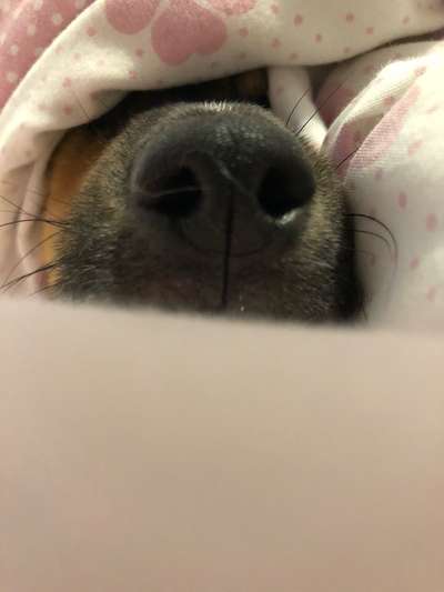 Zeigt her eure Hundenasen-Beitrag-Bild