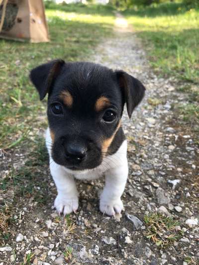 Welpen Bilder !-Beitrag-Bild