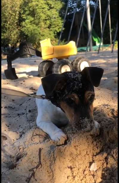 dirty Dog-Beitrag-Bild