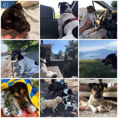 11. Collagen-Challenge
Dein*e Hund*e in verschiedenen Lebensphasen-Beitrag-Bild