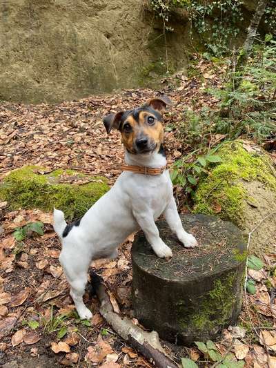 12. Farben Foto Challenge --- Braun-Beitrag-Bild