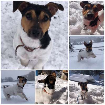 24. Collage-Challenge  *Hund im Schnee*-Beitrag-Bild