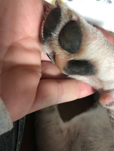 Fusspics sind out, Pfoten for the win!-Beitrag-Bild