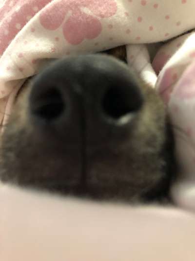 Zeigt mir die tollste Nahaufnahme von eurer Fellnase-Beitrag-Bild