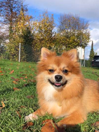 Fotochallenge - fremde Hunde-Beitrag-Bild