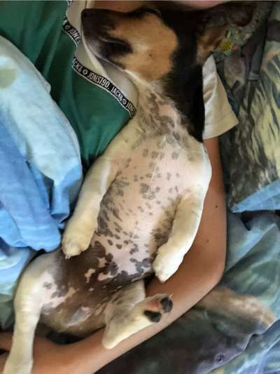 Vertrauen zwischen Hund und Halter-Beitrag-Bild