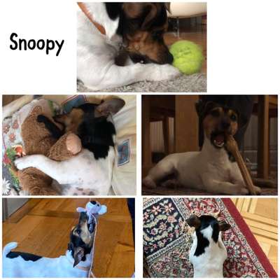 15. Collagenchallenge 
Dein Hund und sein Lieblingsspieli-Beitrag-Bild