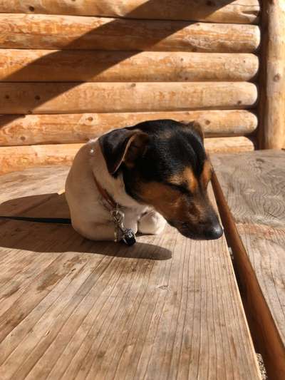 Dogorama Photo Challenge - Frühjahrsmüdigkeit-Beitrag-Bild