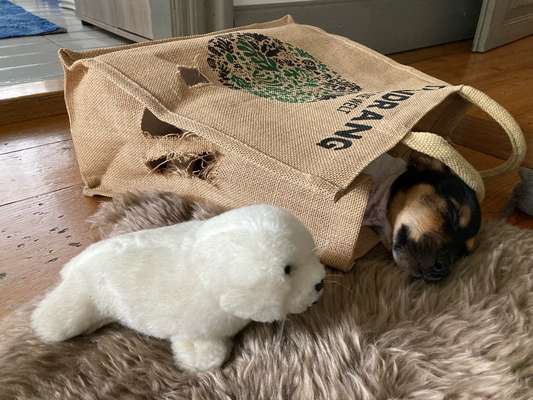 Foto Challenge 112 
ungewöhnliche Schlafplätze-Beitrag-Bild