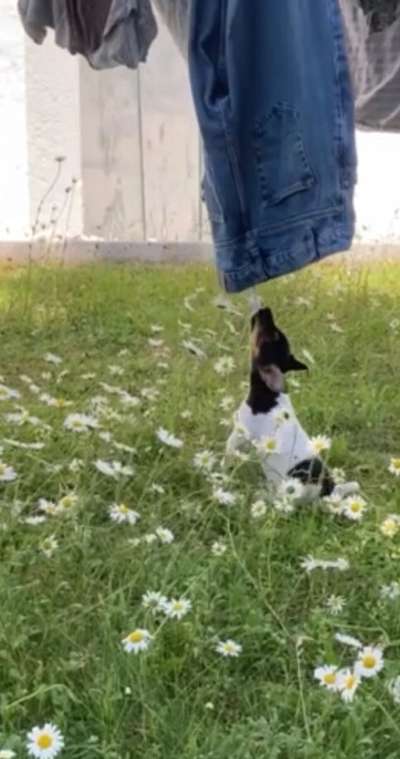 Dogorama Photo Challenge - Hunde in Action-Beitrag-Bild