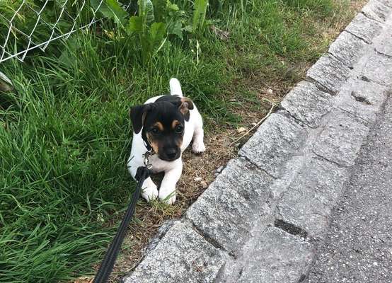 Dogorama Photo Challenge - an der Leine-Beitrag-Bild