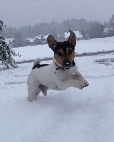 Lustigsten Bilder-Beitrag-Bild