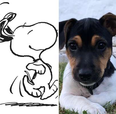 Wie heißt dein Hund?-Beitrag-Bild