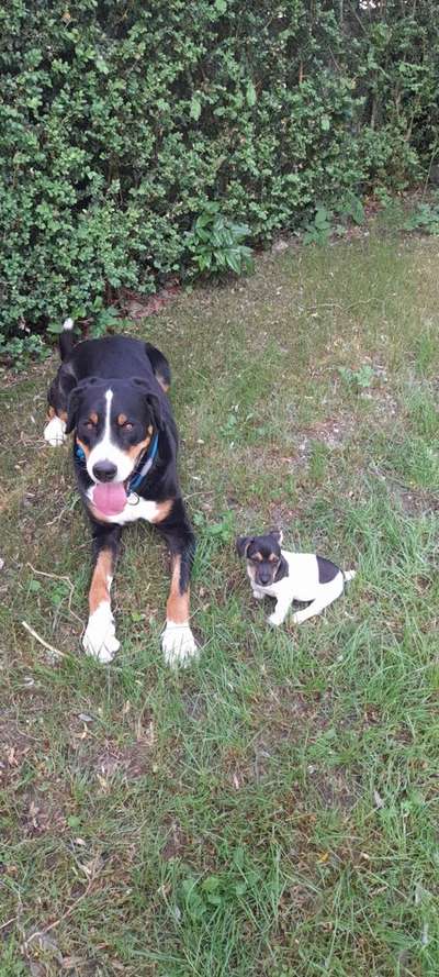 Dogorama Photo Challenge - Gegensätze-Beitrag-Bild