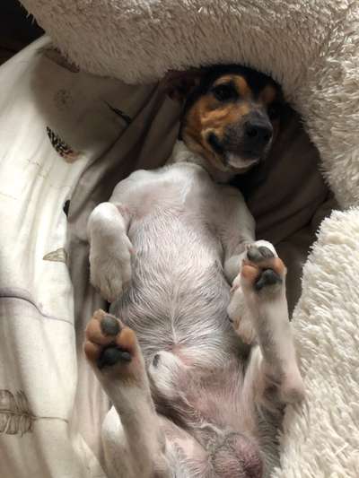 Hands,äh Pfoten up in the Air-Beitrag-Bild