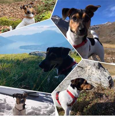 29. Collagen Challenge - Wandern mit Hund-Beitrag-Bild