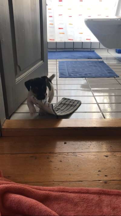 Dogorama Photo Challenge - Hündische Haushaltshilfe-Beitrag-Bild